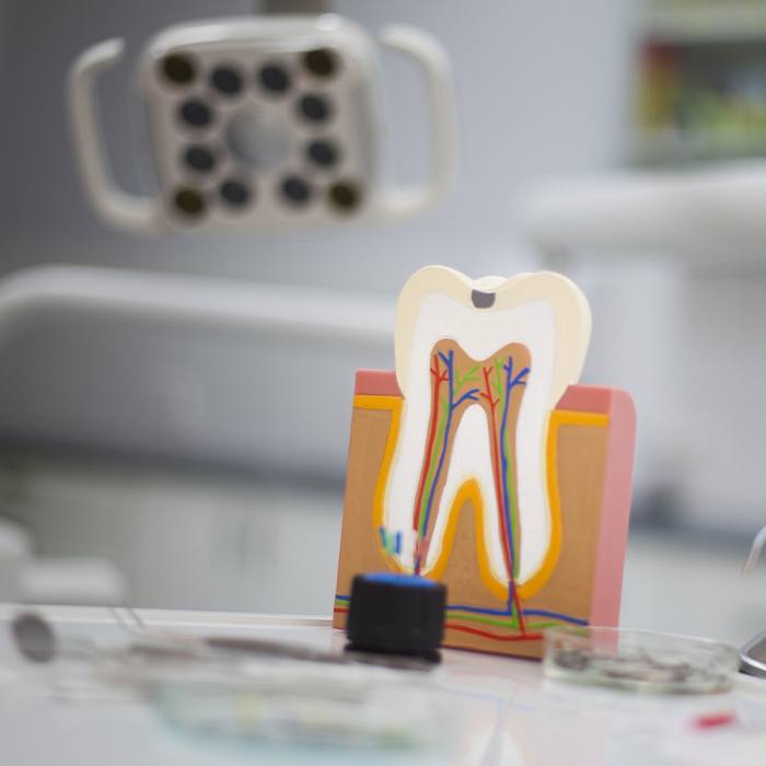 Model of the inside of a tooth